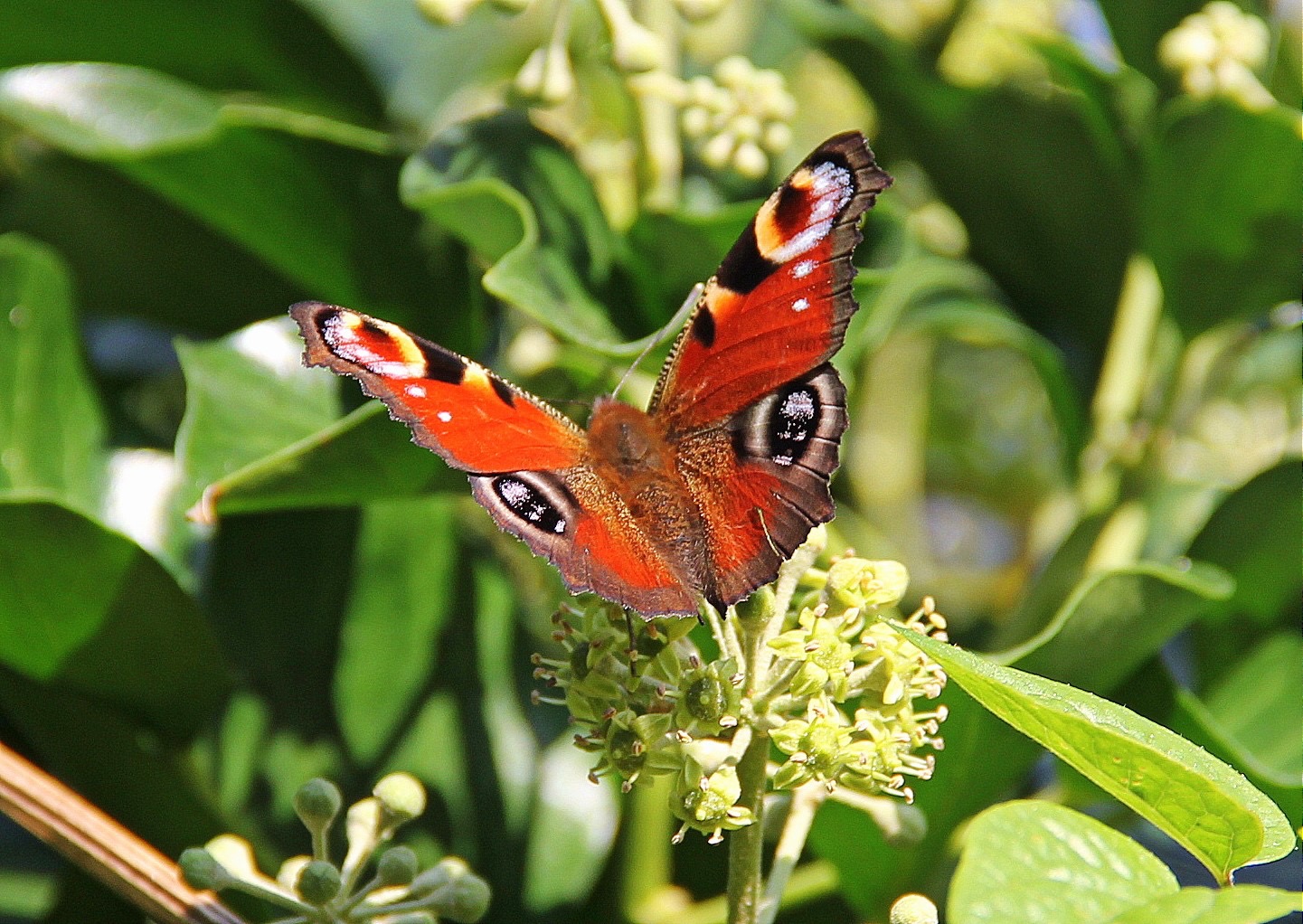 Vlinder butterfly schmetterling pappillon Gert de Goede foto photo