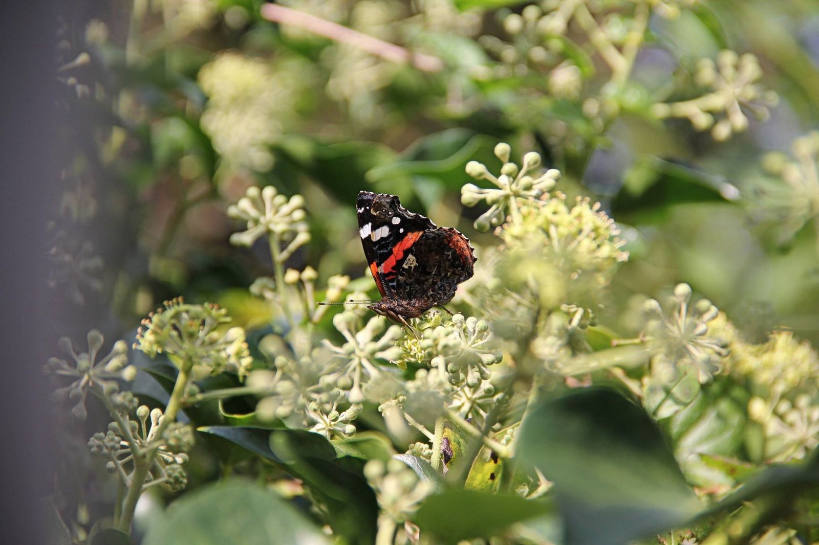 Vlinder schmetterling butterfly pappillon pappilla Gert de Goede photo foto