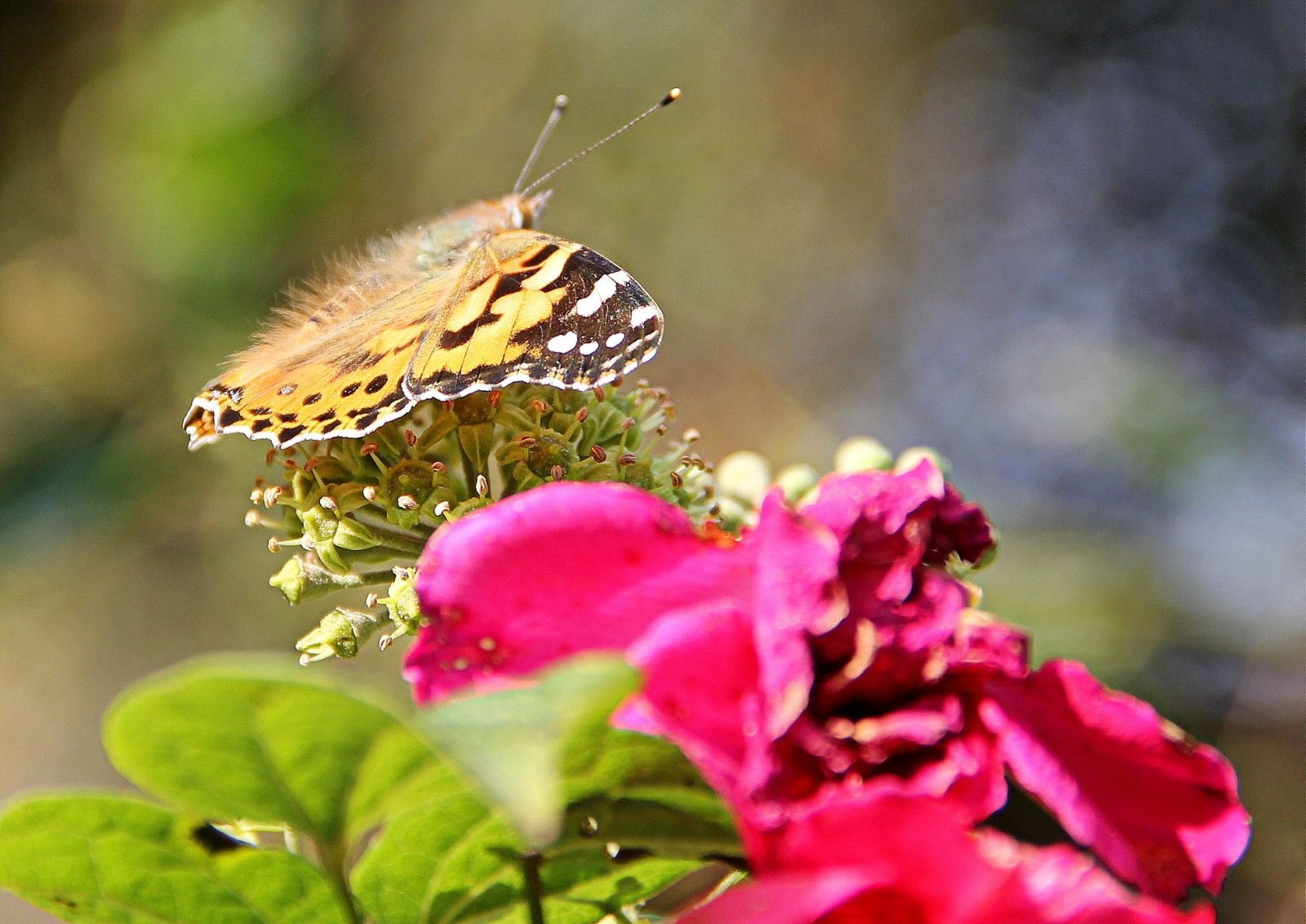 Vlinder butterfly schmetterling pappillion pappilla Gert de Goede photo foto